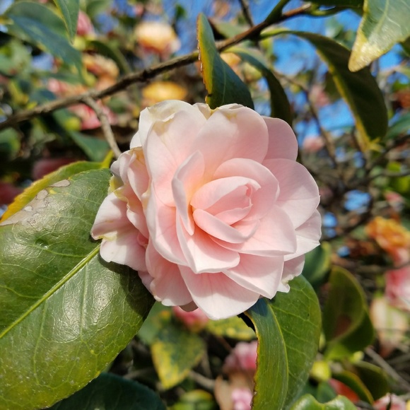 Meet your Posher, Dominic - Picture 1 of 1